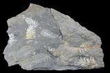 Wide Fossil Seed Fern (Alethopteris) Plate - Pennsylvania #168389-1